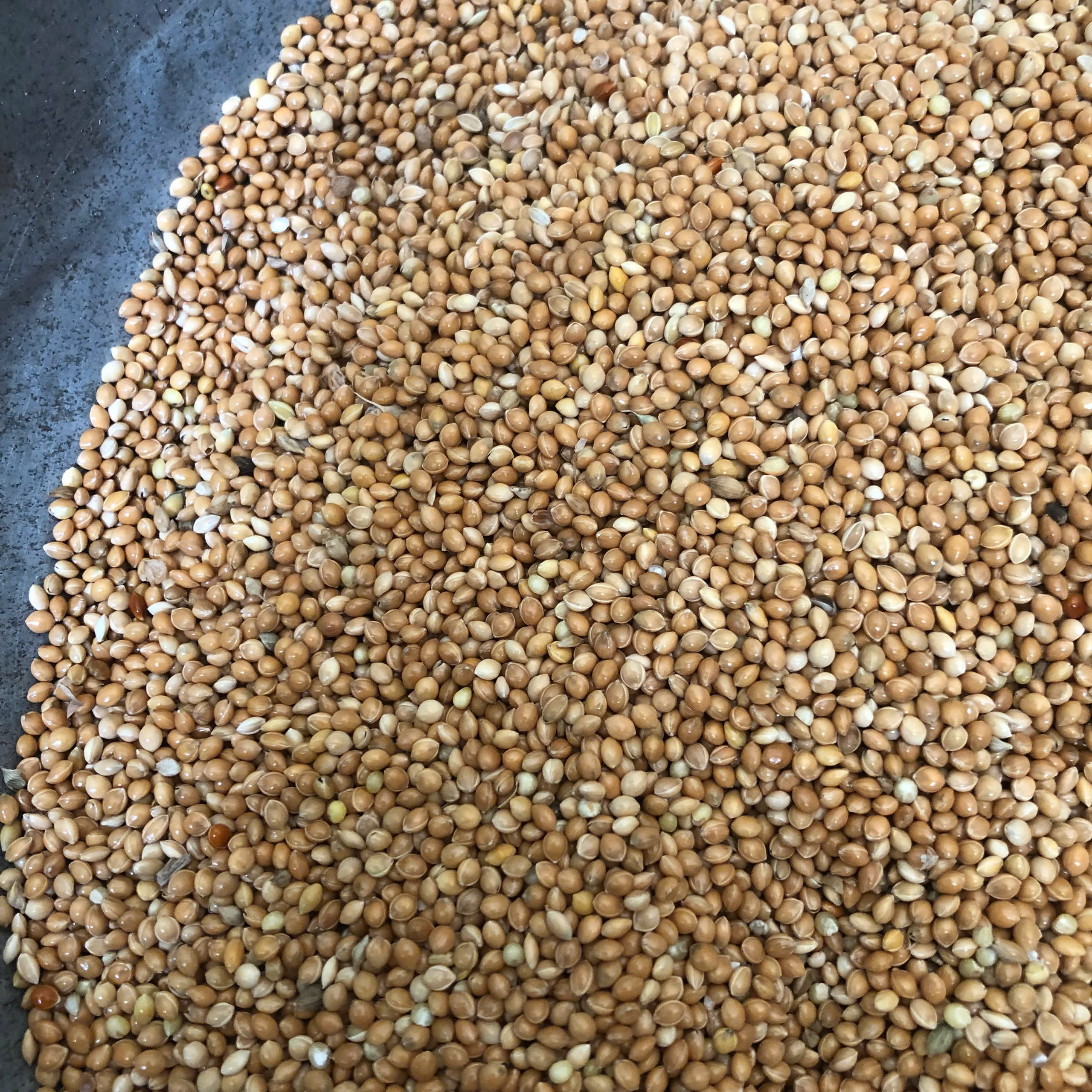 Hạt Kê Vàng gói 500g - 1kg (Chưa bóc vỏ)