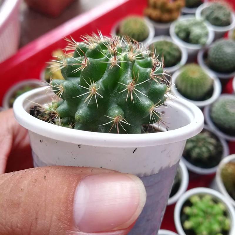 [HCM]xương rồng móc câu đổi màu