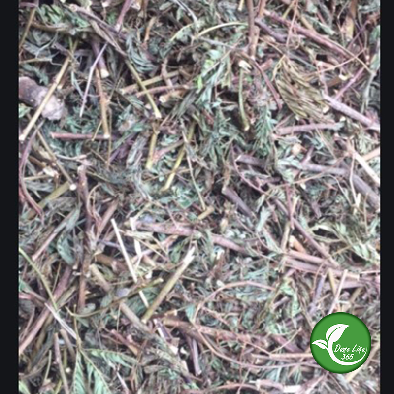 Cây xấu hổ (mắc cỡ) - 1kg khô - DL145