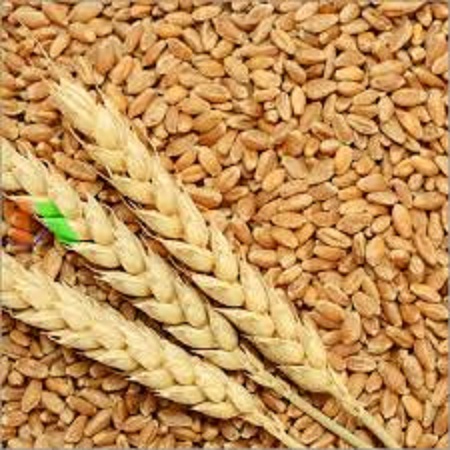 Gói 50gr.Hạt giống cỏ lúa mì ,lúa mạch dể trồng-(nãy mầm tốt ,dinh dưỡng cao)