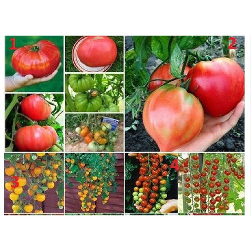 Bộ 4 gói cà chua các loại  ( cà chua khổng lồ + cà chua trái tim + cà chua bi dây đỏ + vàng )