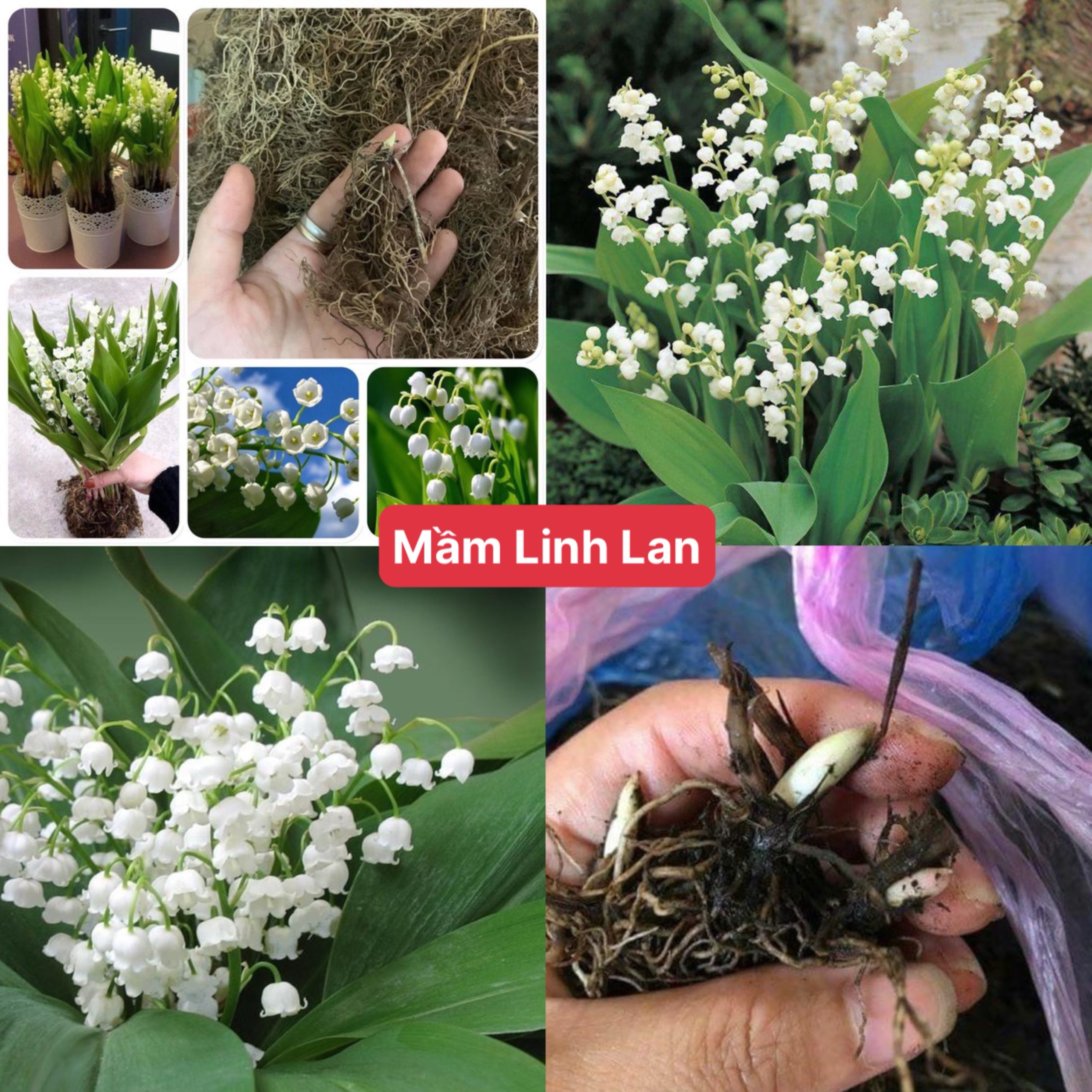Mầm củ hoa linh lan trồng đất hoặc nước hoa nở đều đẹp giá tốt