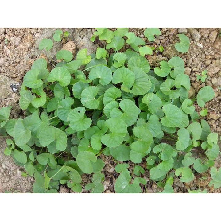 Hạt Rau Má - Gói 1 Gram