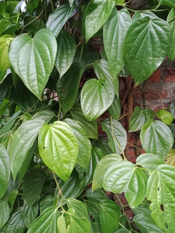 500g lá trầu không tươi