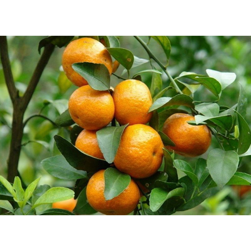 Cây giống Quýt Mỹ lùn [ Siêu trái ]. ( chuyên cây giống có bảo hành)