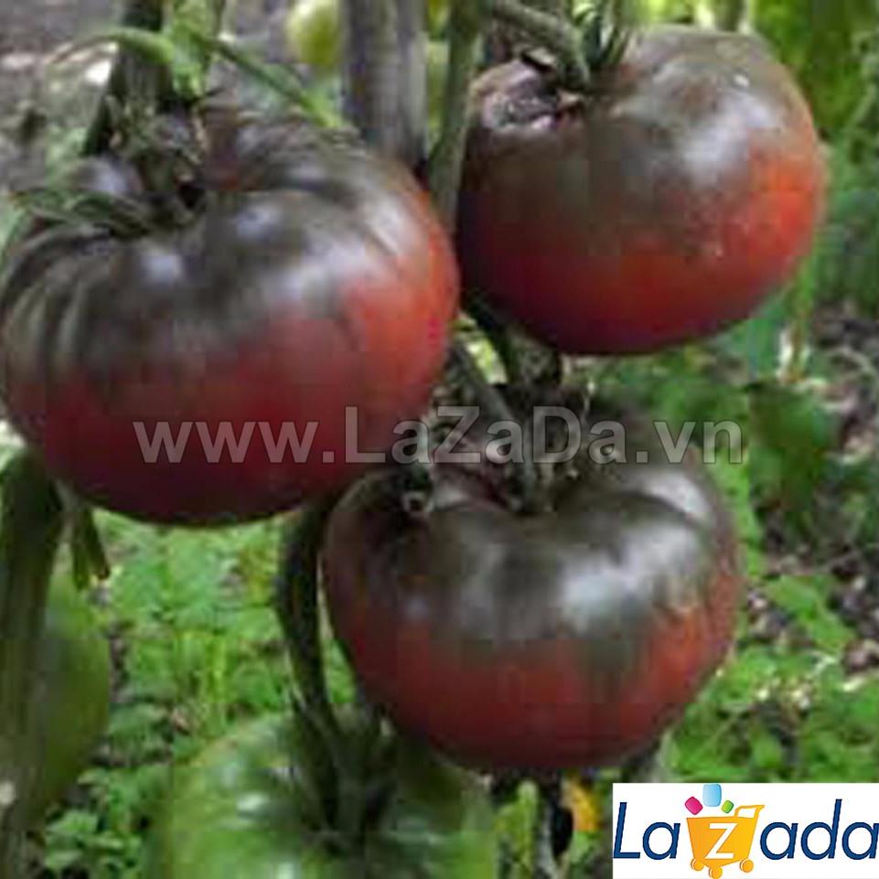 10h Hạt Giống Cà Chua Đen Chịu Hạn Black Krim (A2.101| B41*W33)