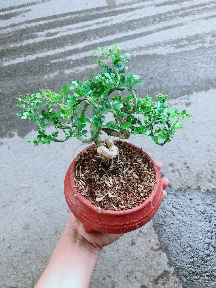 [HCM]Cây Cần Thăng Bonsai