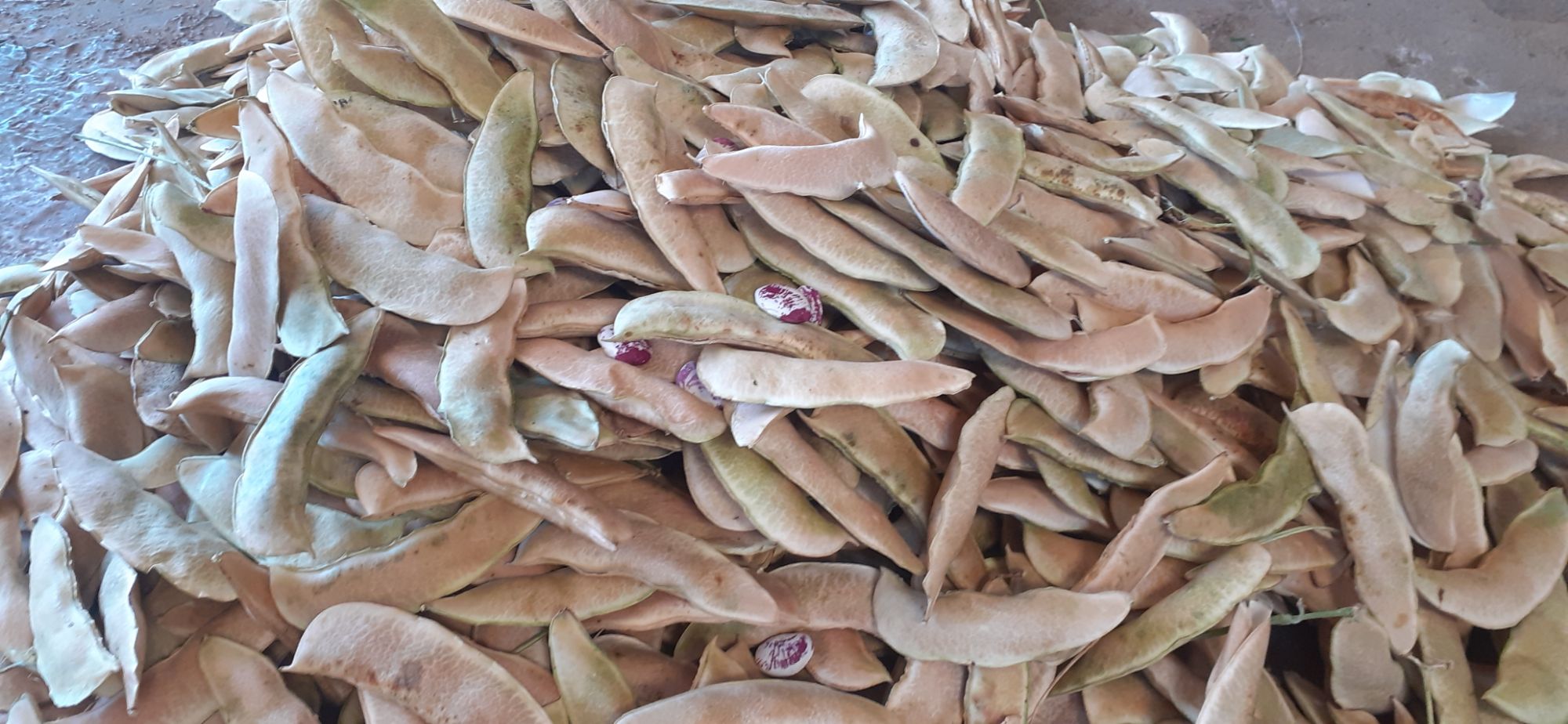 Hạt giống đậu ngự