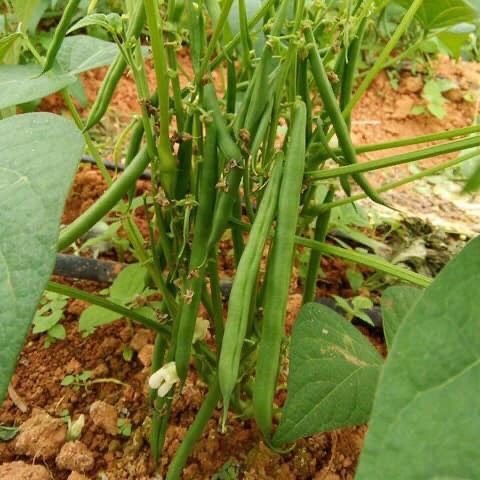 Hạt giống đậu cove bụi lùn