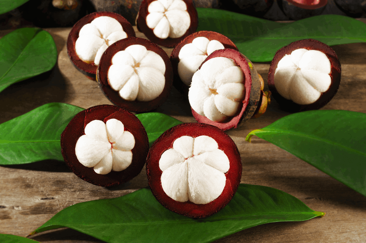 Cây giống Măng cụt ( Giống chuẩn ươm từ Hạt).