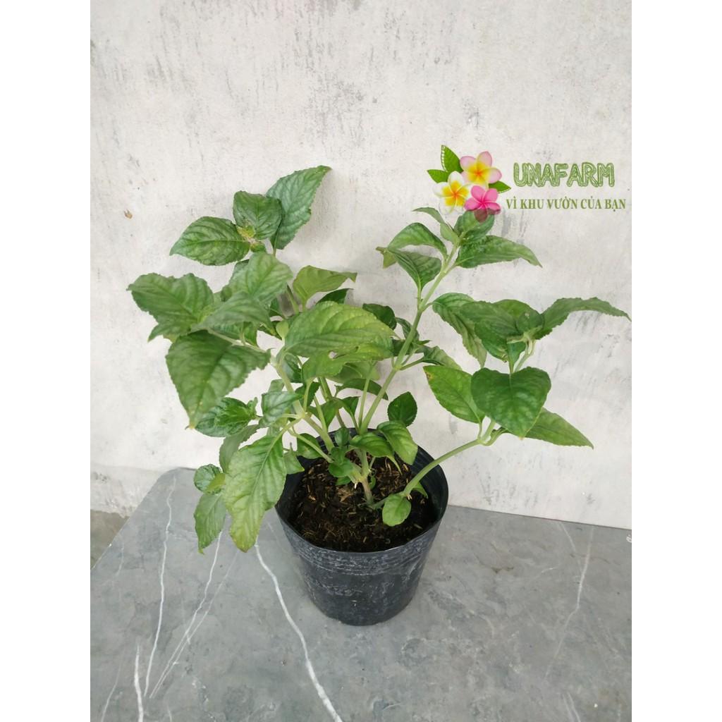 Cây trà tiên - Cây cảnh sân vườn