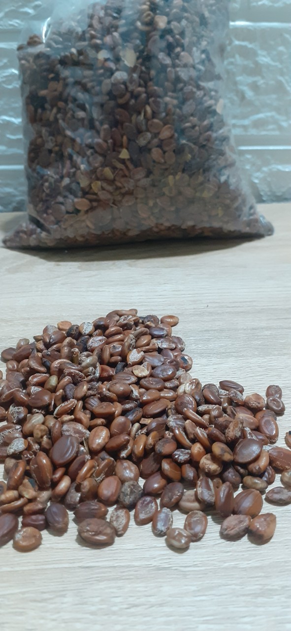 Cassia fistula seed
