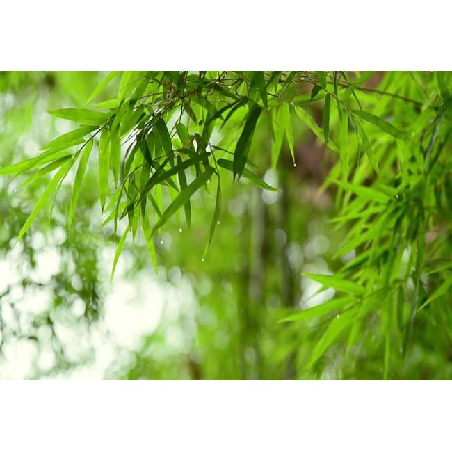 Eucalyptus leaf tea (bamboo leaf tea)-detox tea 100g-dry tea