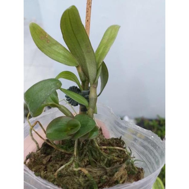 Hoa lan phi điệp mắt đỏ hoà bình cây đẹp, cam kết chất lượng