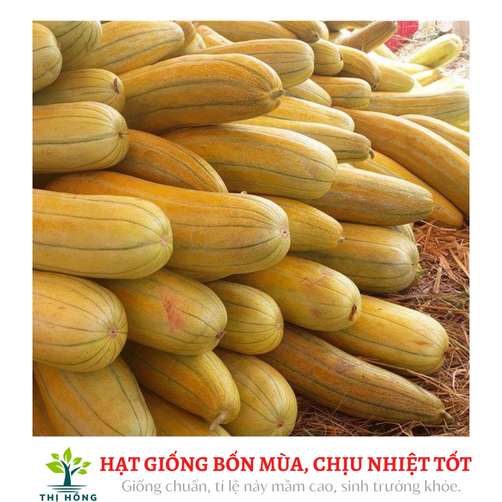 Hạt giống dưa gang cao sản 1g (mùi rất thơm, thịt bở, vị ngọt mát)