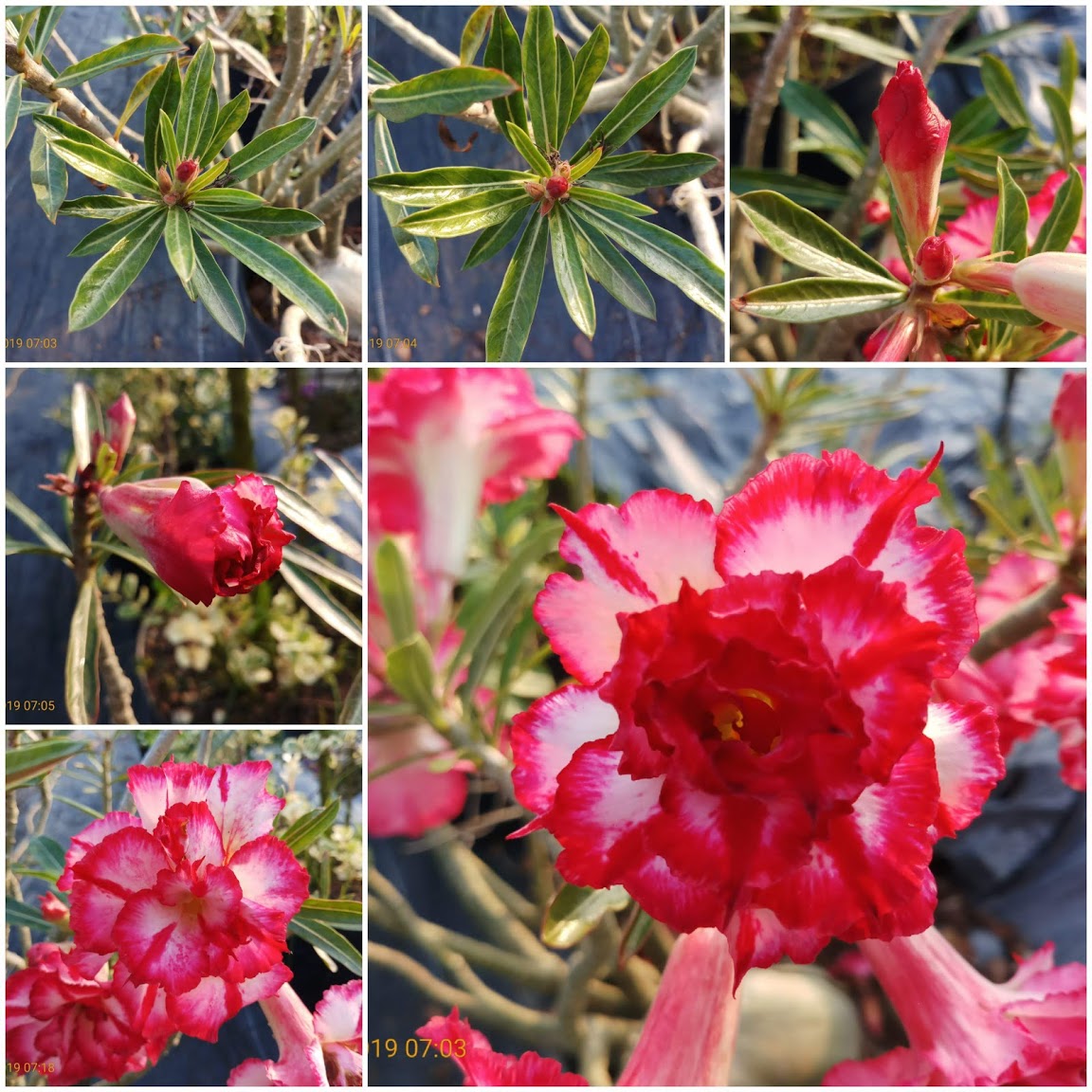 CÂY HOA SỨ THÁI CÁNH KÉP " KIM LÂN