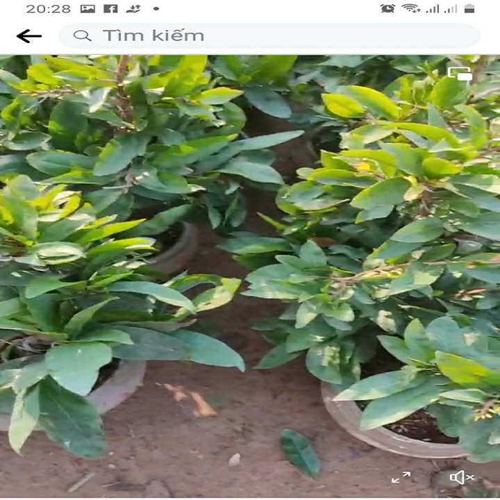 Mai Vàng Đại Lộc Bonsai (Hoa Tết 2022)