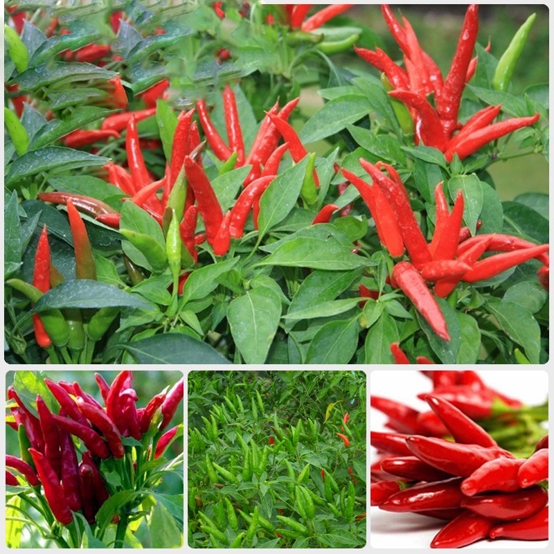 Hạt giống ớt hiểm lai F1