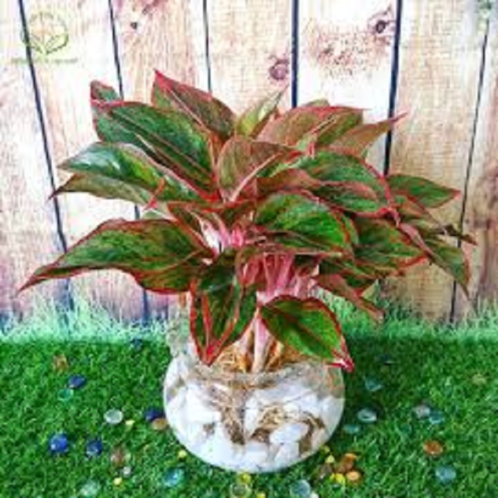 Cây Phú Quý - CÂY  phong thủy mang giàu sang cho gia chủ