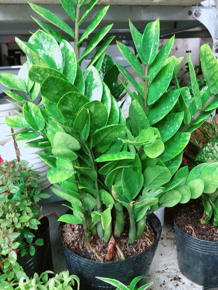 [HCM]Chậu kim tiền size lớn