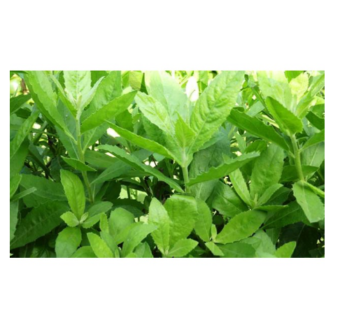 100GR Cây cúc tần khô thom ngon