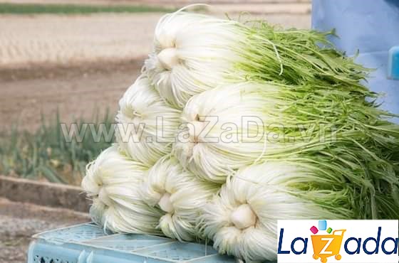 500h Hạt Giống Cải Ngọt Nhật Mizuna (B1.204| C49*W55*M213)