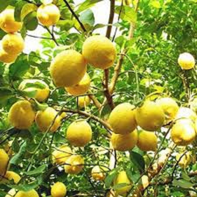 CÂY GIỐNG CHANH VÀNG MỸ ( CHANH TÂY)