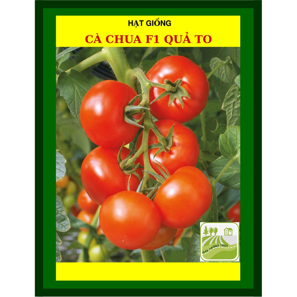 Hạt Giống Cà Chua 1Gram