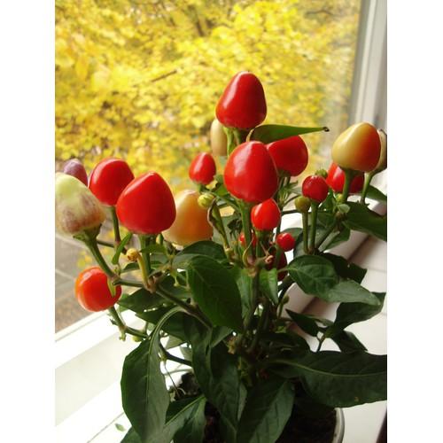 Hạt giống ớt kiểng quả tròn đỏ LUCKY SEEDS