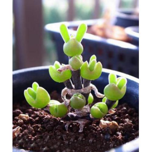 Hạt giống cây tai thỏ