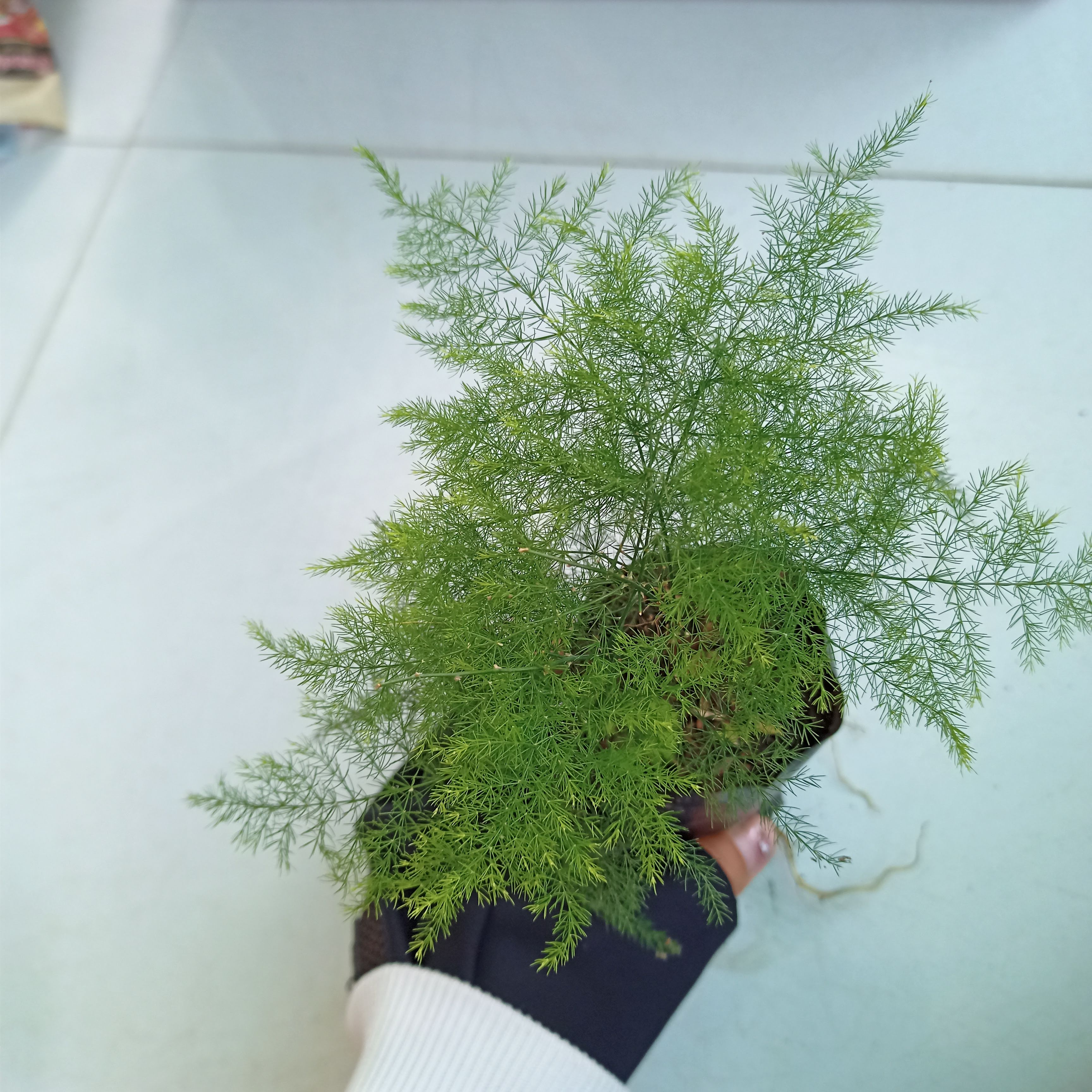 Cây kim thủy tùng bầu đất, Asparagus setaceus