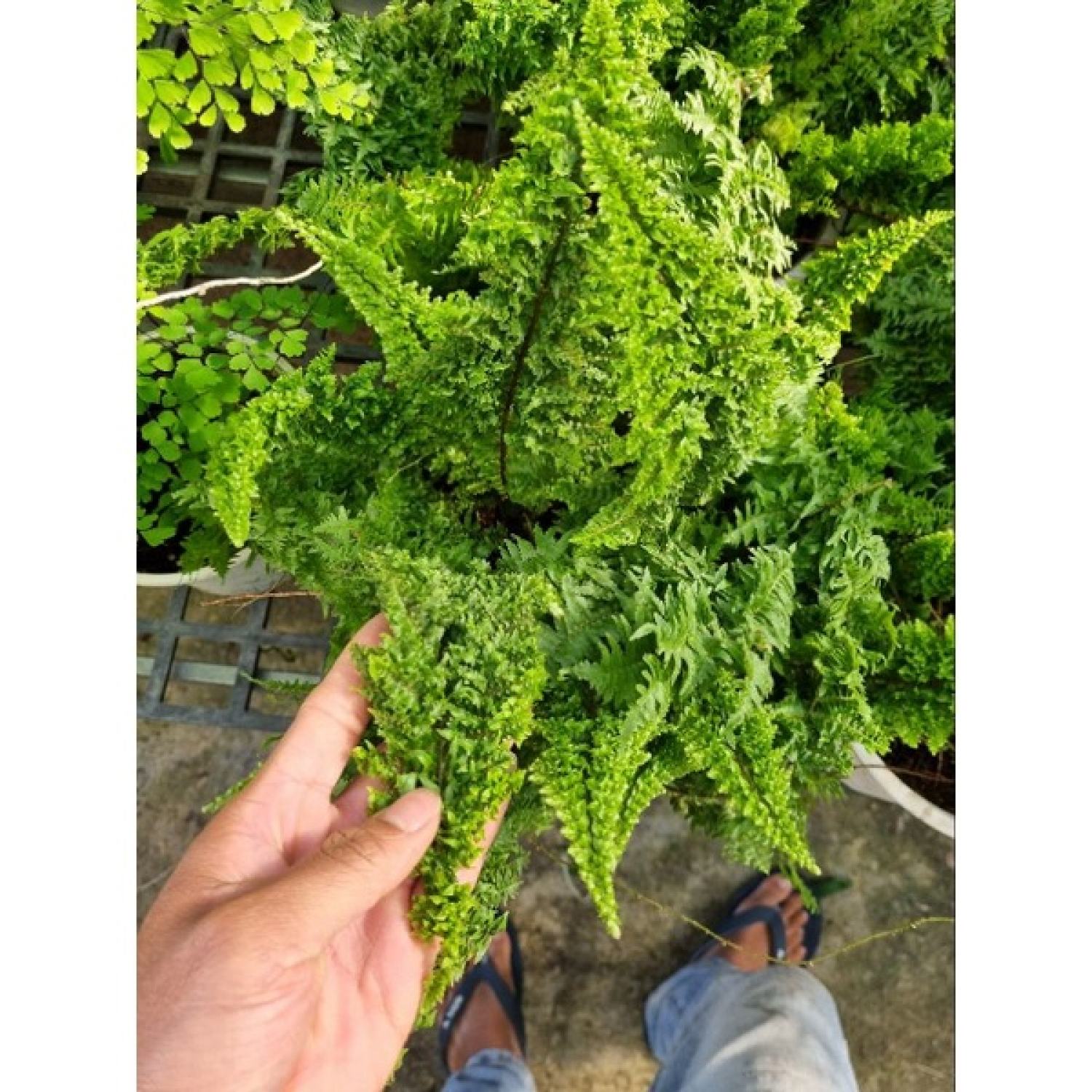 chậu cây dương xỉ Nhật - Polypodium leucotomos