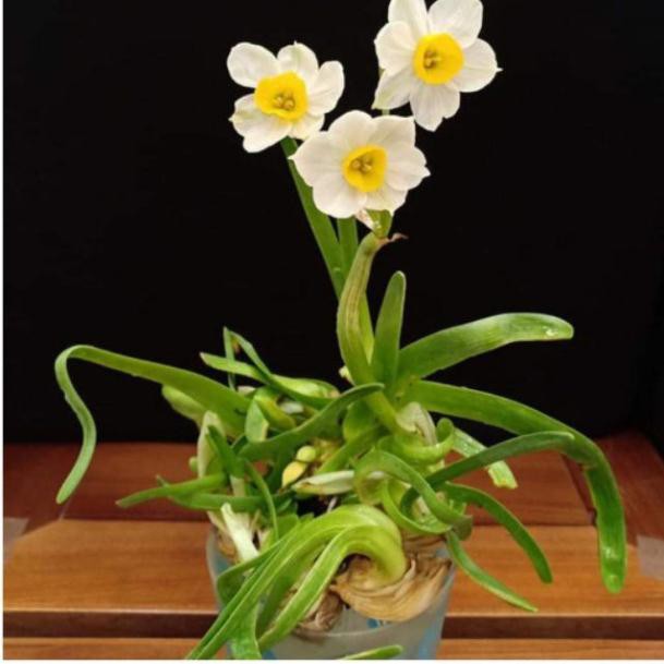 Củ giống hoa thủy tiên( củ nhỏ)