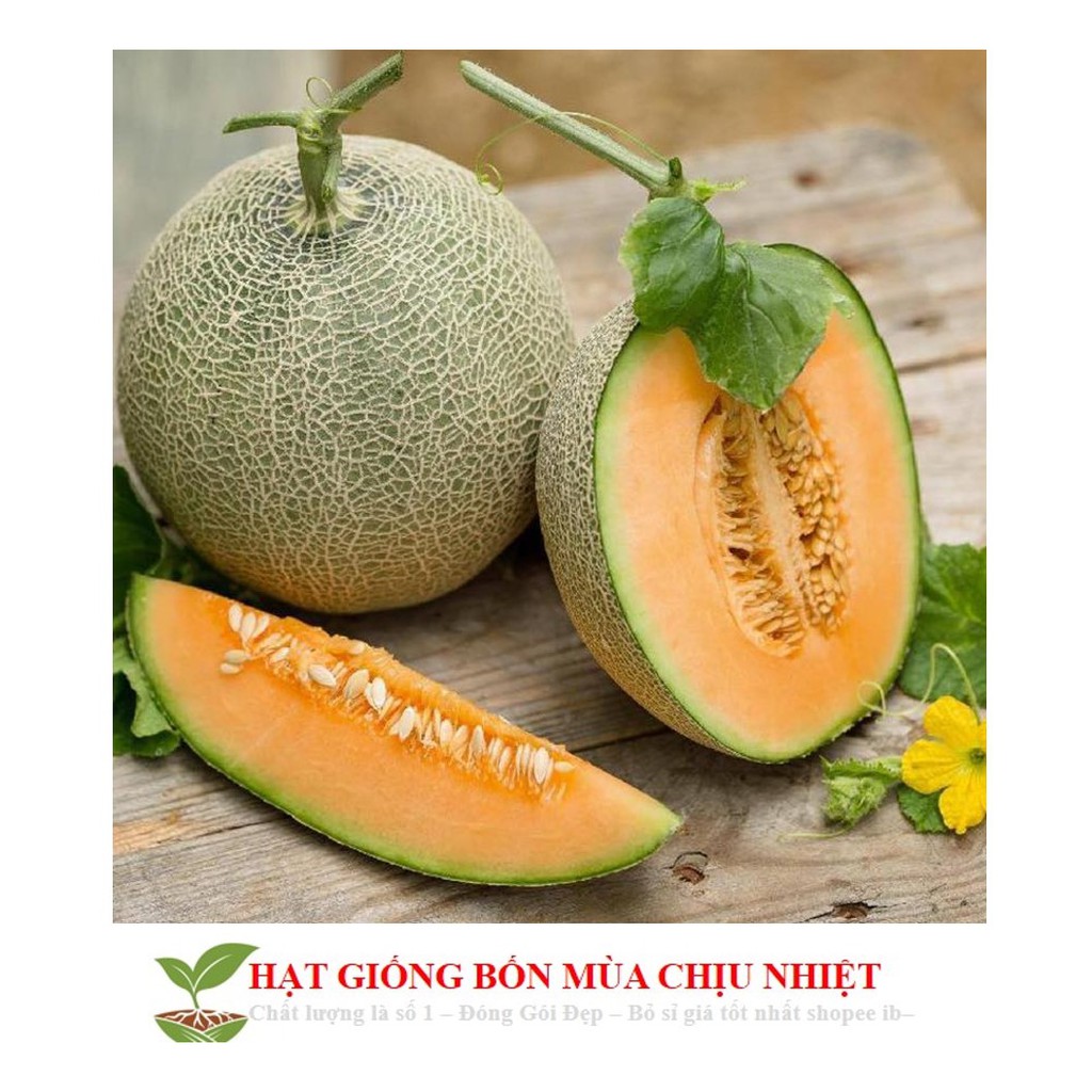 11B Hạt Giống Dưa Lưới Lõi Vàng Oval (10 Hạt)