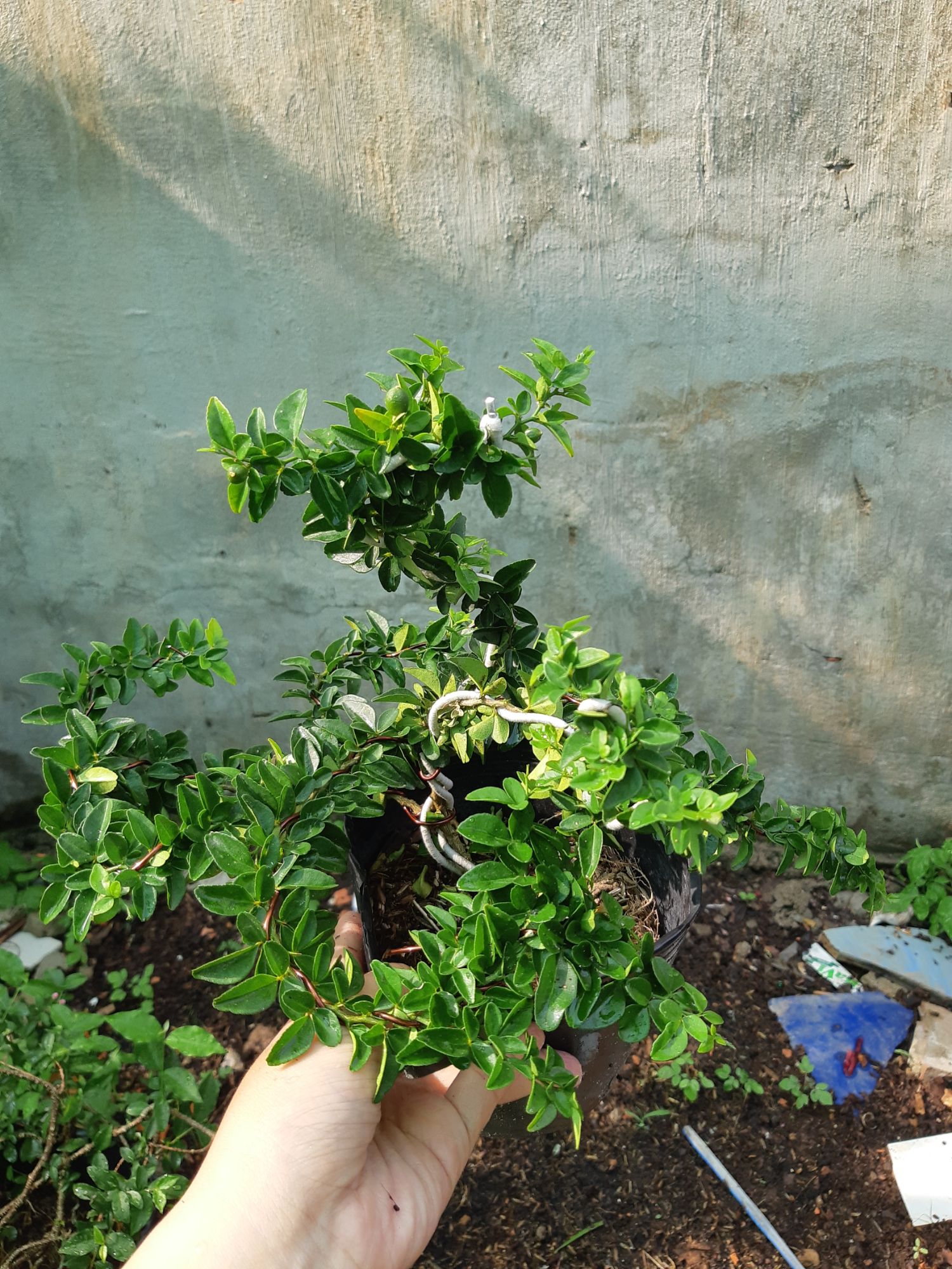 kim quýt thái bonsai mini