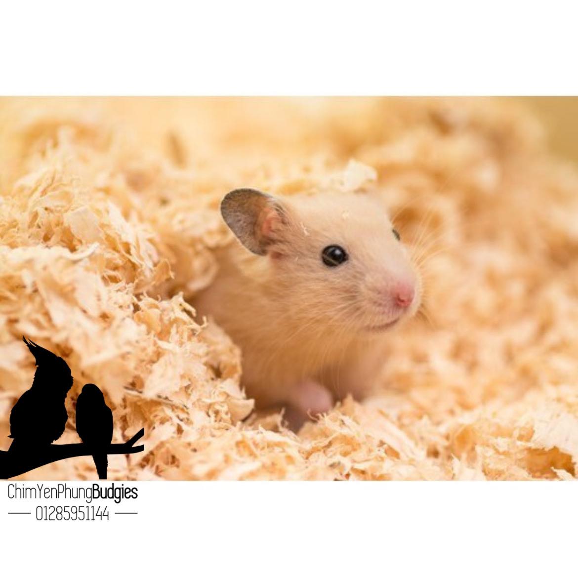 🌿 1 Cây Mùn Cưa Nén Tự Nhiên – Lót Chuồng Cho Hamster, Thỏ & Bọ