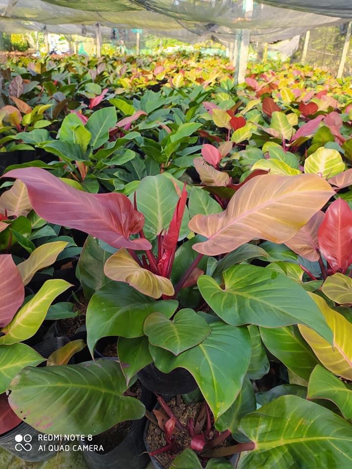 Trầu bà đế vương (đỏ)