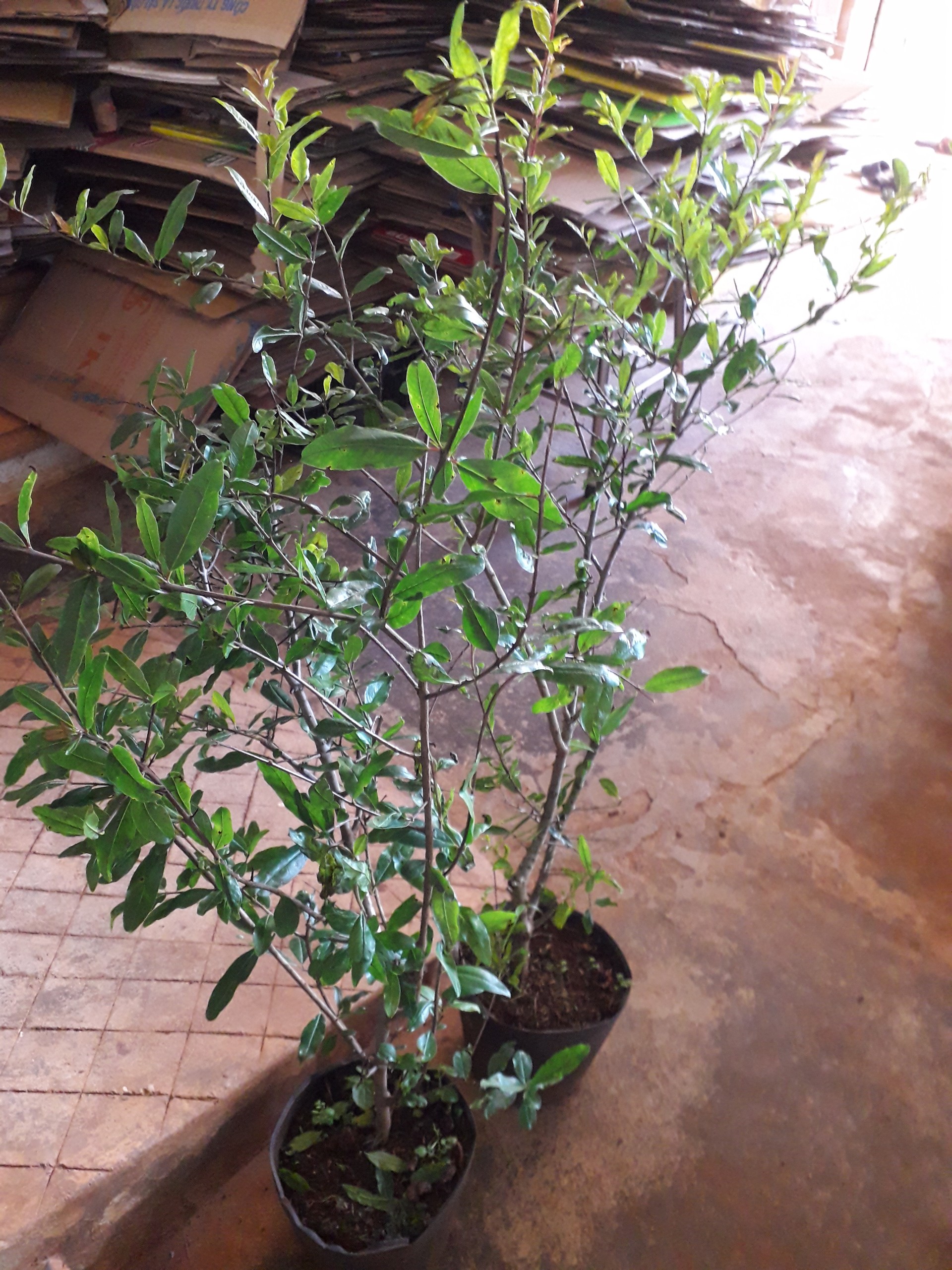 CÂY GIỐNG LỰU ĐỎ KHÔNG HẠT [ LỰU HẠT LÉP - CÂY GIỐNG CAO 1M, BẦU TO ] [ GHN Express ]