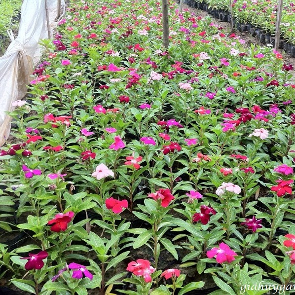 [HCM]20 HẠT GIỐNG HOA DỪA CẠN