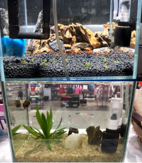 lọc vi sinh mini cho keo betta , lọc bể cá