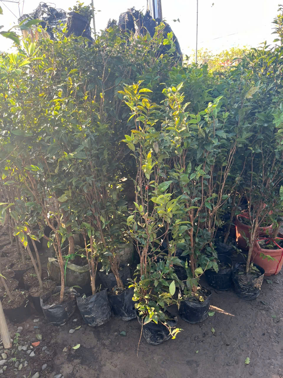 Wooden Grain Grape Seedlings 12 Crops/ Quarterly, Depending on the Lot, for Male Children in the South
