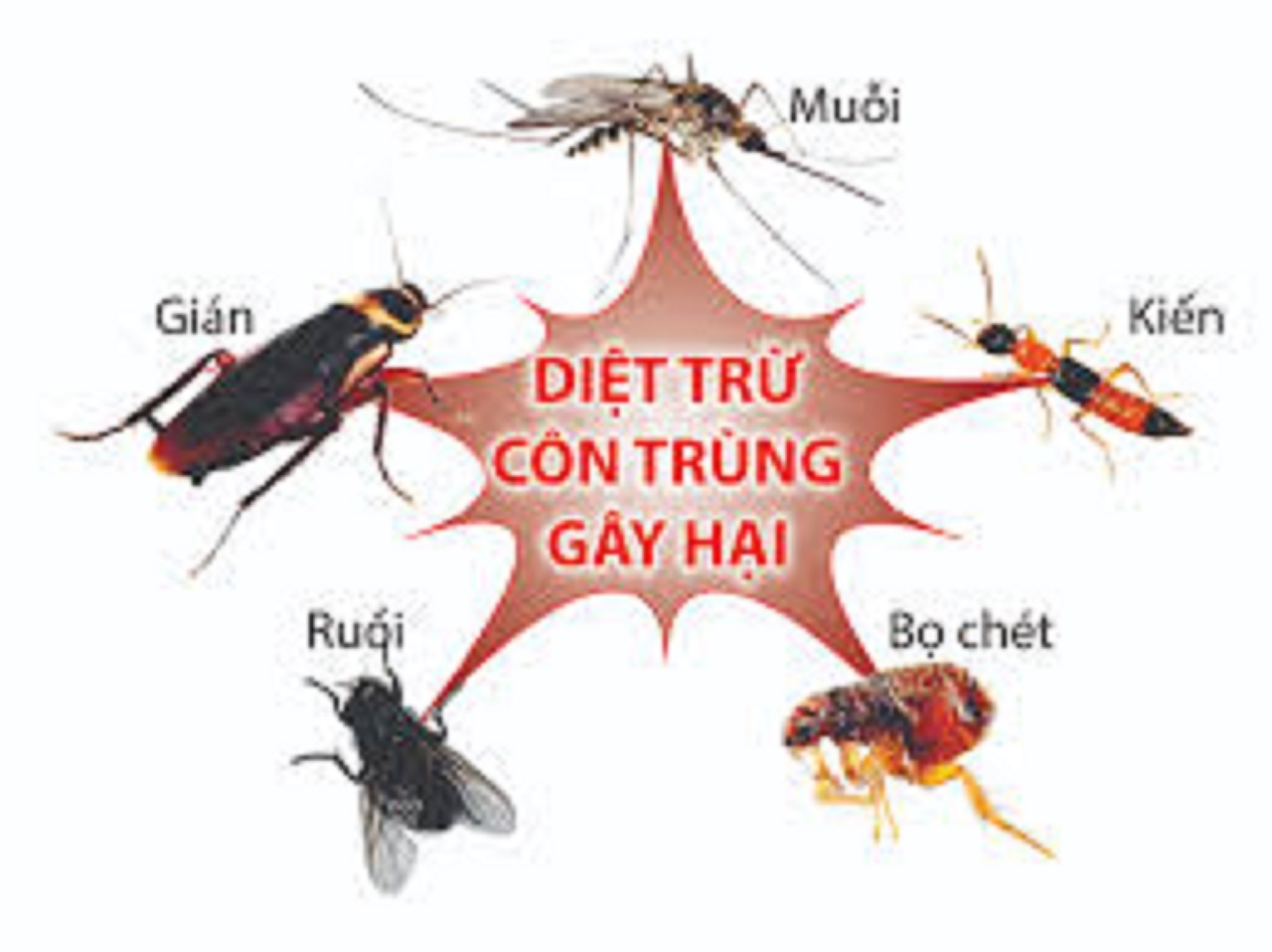 Dầu trừ muỗi Vipesco (650ml) dạng xịt tiện lợi