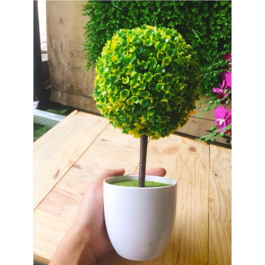 Chậu Hoa Cẩm Tú Cầu (Chậu Lẻ)