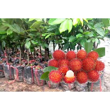Cây Giống Chôm Chôm Thái cam kết chất lượng