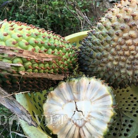 QUẢ DỨA DẠI KHÔ 1KG