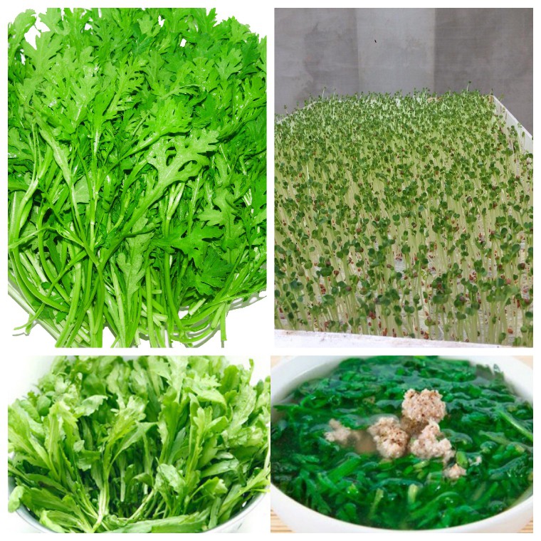 [HCM]Hạt Giống Cải Tần Ô - Cải Cúc Tần Ô (Gói 20Gr)