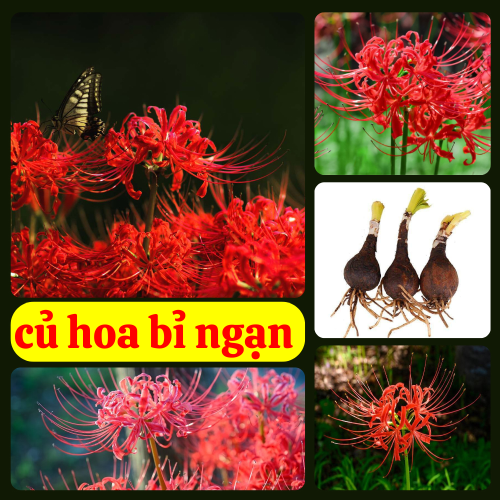 Combo 4 củ hoa bỉ ngạn hoa màu đỏ dể trồng