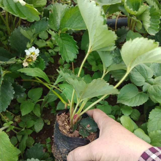 COMBO 10 CÂY GIỐNG DÂU TÂY ĐỎ - SIÊU SAI QUẢ - VỊ NGỌT MÁT, RẤT THƠM