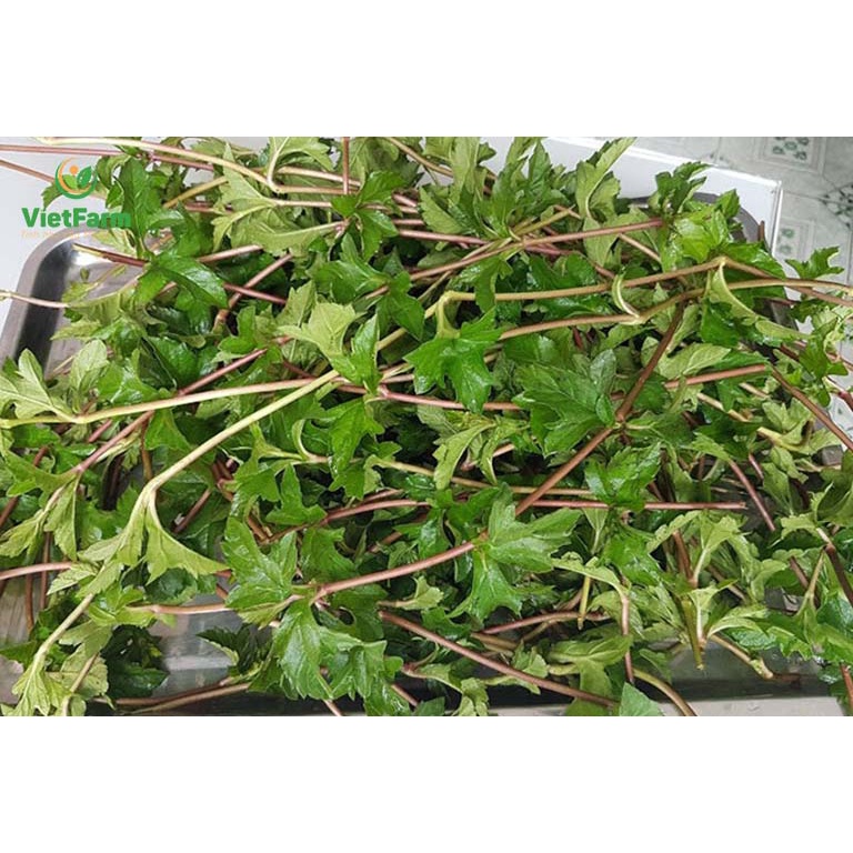 Lá sài đất tươi tắm cho bé