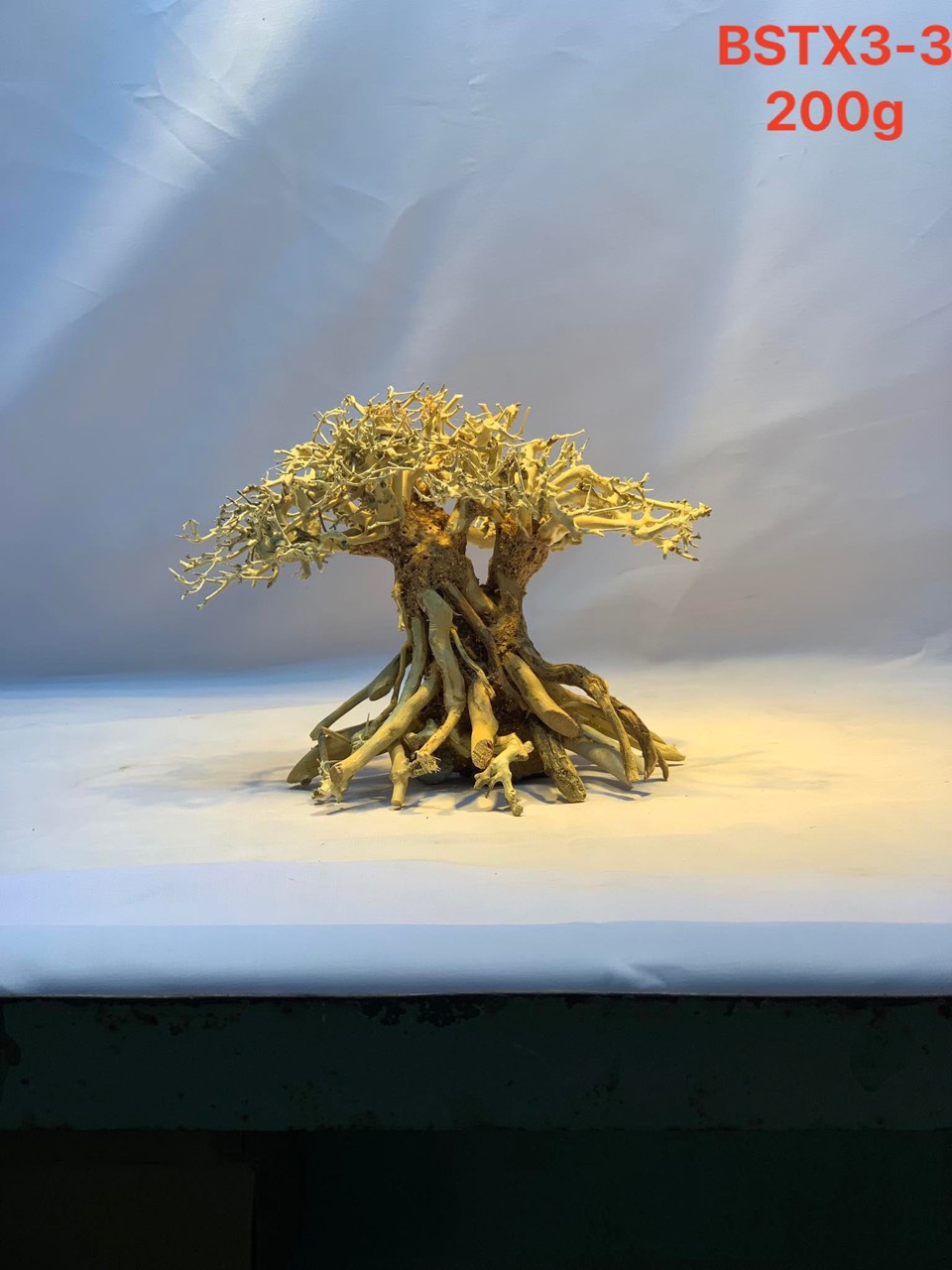 Gỗ lũa thủy sinh _ BSTX3_Driftwood bonsai 15*20 (cm) Cây gỗ lũa bonsai dáng đổ (Có 6 loại: Tán xương, tán gỗ, Bông Tùng xanh, Bông Tùng đỏ, Tùng Cam, Tùng màu kem)